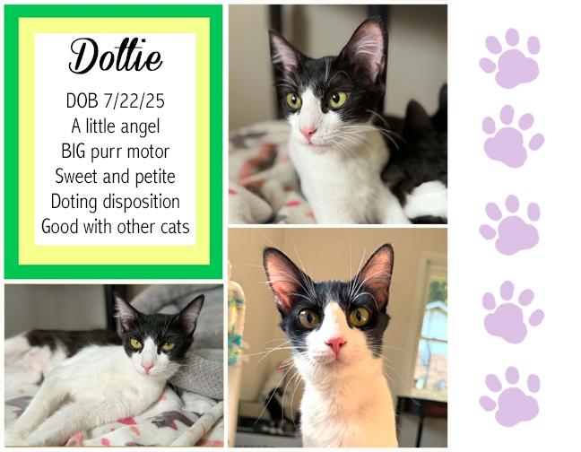 Enlarge Dottie, a ADOPTABLE Domestic Medium Hair in Longview, TX image 1/5