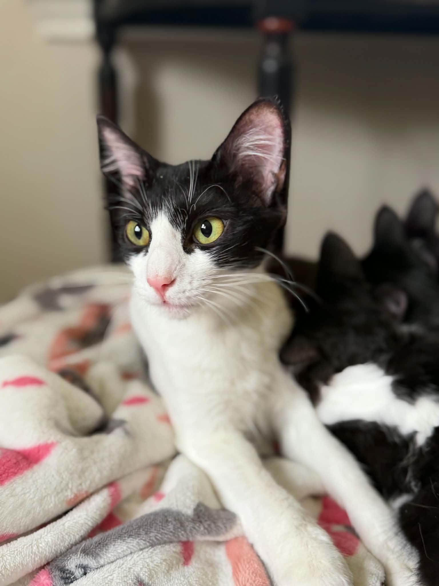 Enlarge Dottie, a ADOPTABLE Domestic Medium Hair in Longview, TX image 2/5