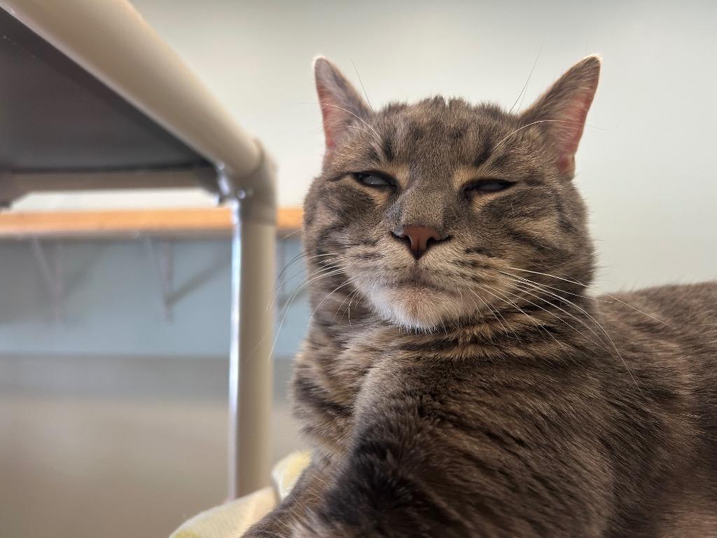 Daley / Whiskers, Adoptable, Young Male Domestic Short Hair.