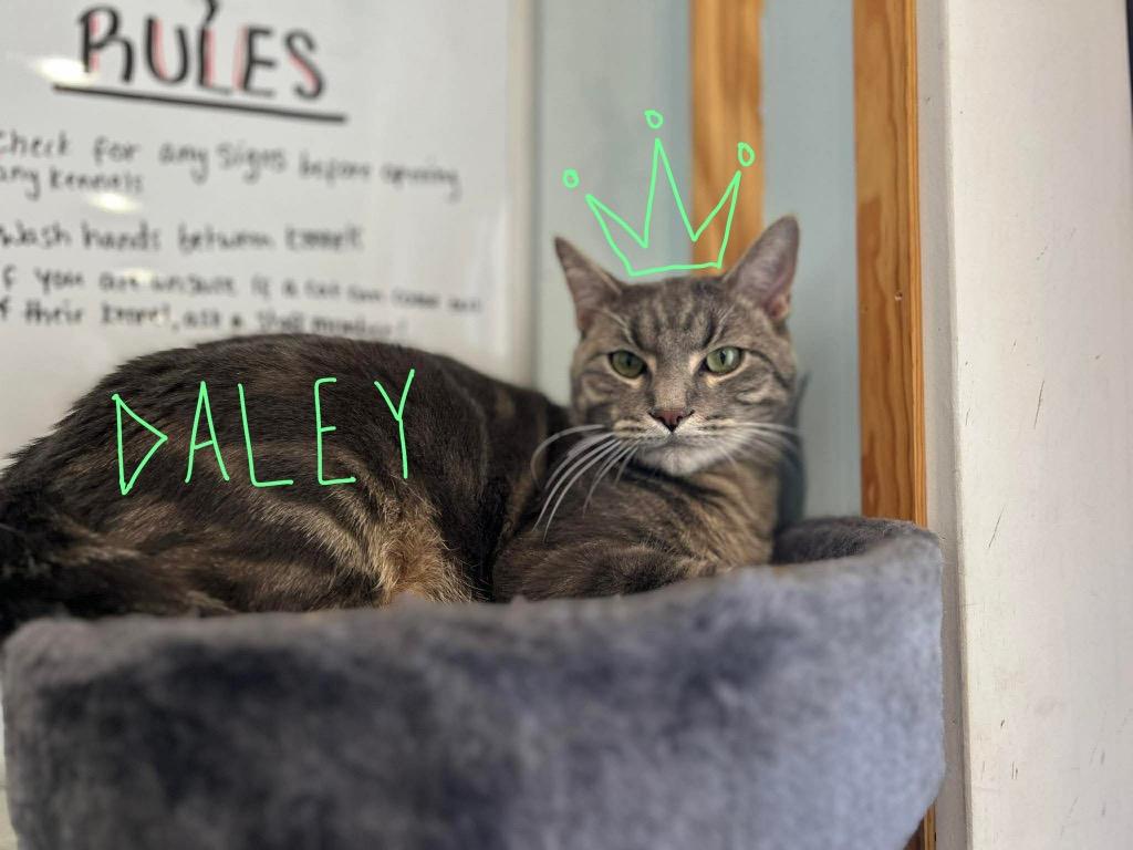 Daley / Whiskers, a Adoptable mixed breed in Ashland, WI image 3/6