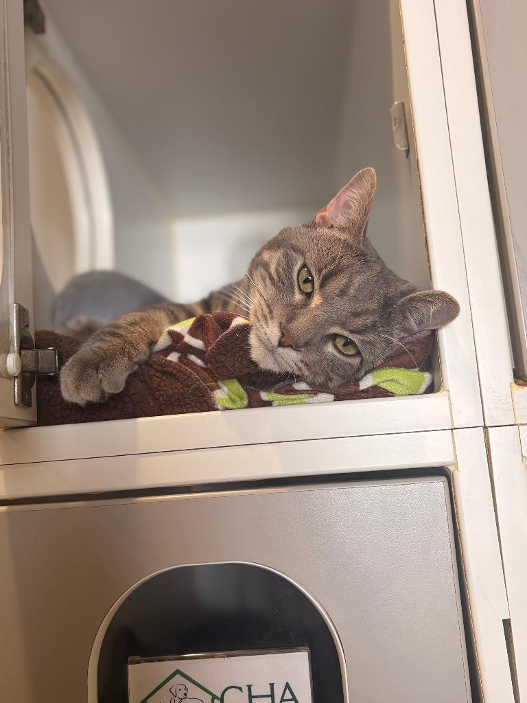 Daley / Whiskers, a Adoptable mixed breed in Ashland, WI image 4/6
