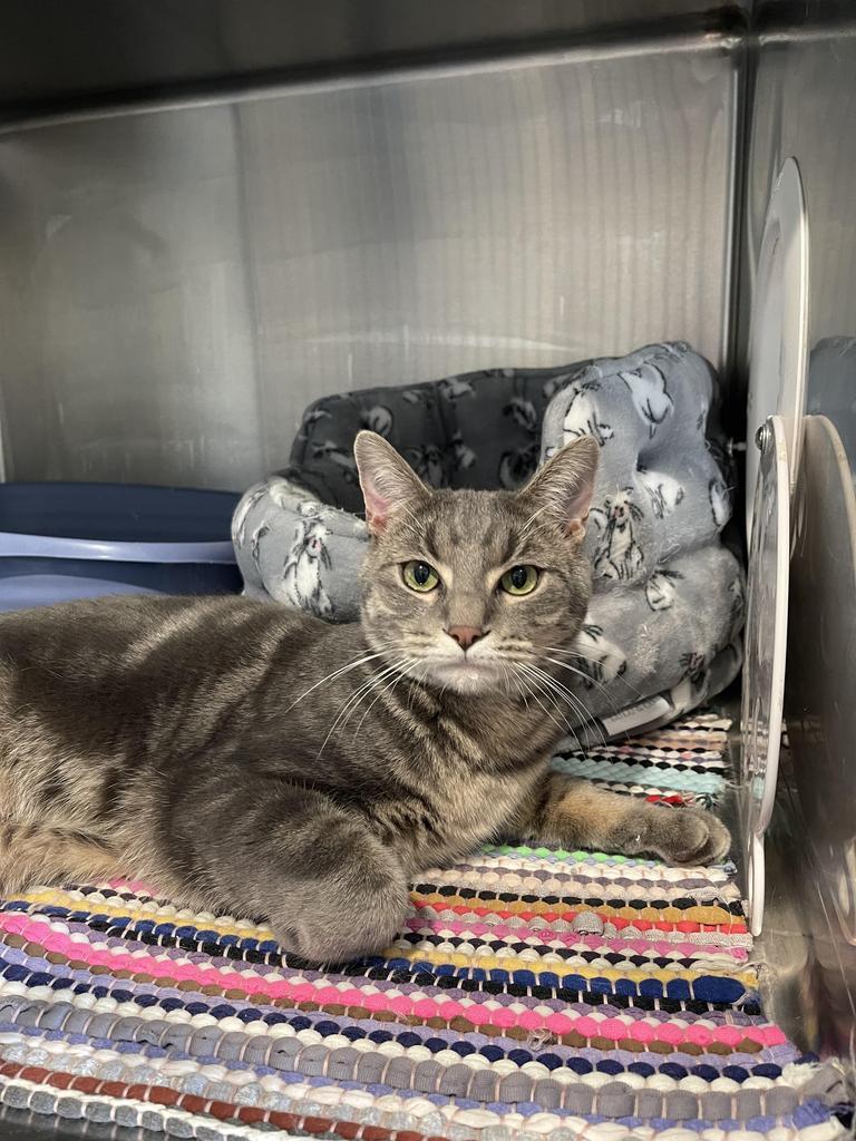 Daley / Whiskers, a Adoptable mixed breed in Ashland, WI image 5/6