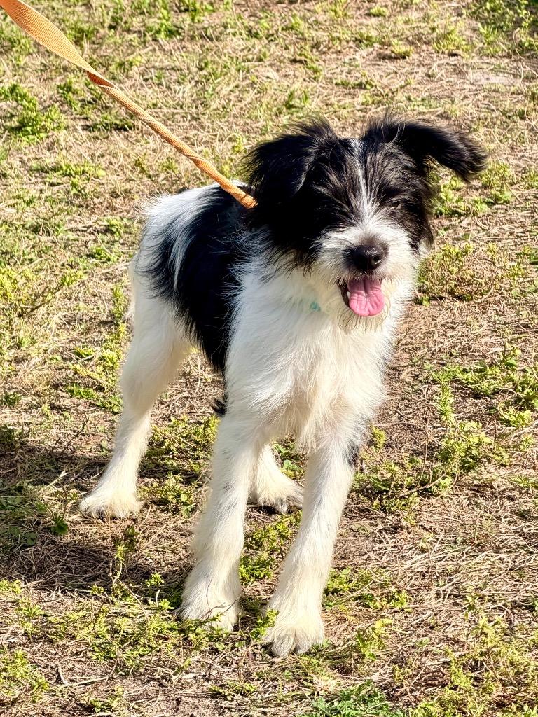Edgar, Adoptable, Young Male Shih Tzu & Mixed Breed.