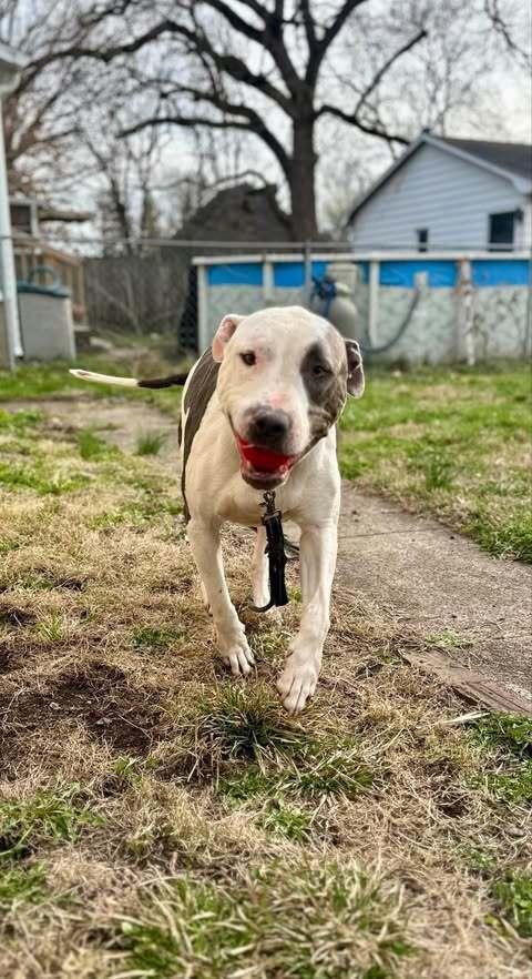 Macbeth, Adoptable, Adult Male Pit Bull Terrier.
