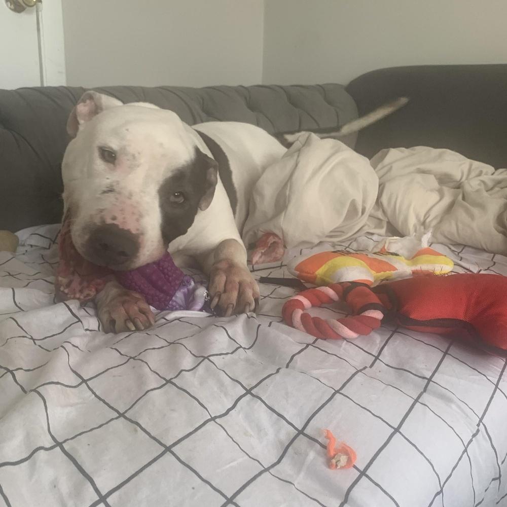 Enlarge Macbeth, a Adoptable mixed breed in Indianapolis, IN image 3/4