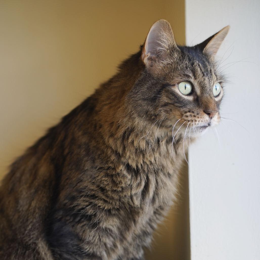 Harley, Adoptable, Senior Female Domestic Long Hair.
