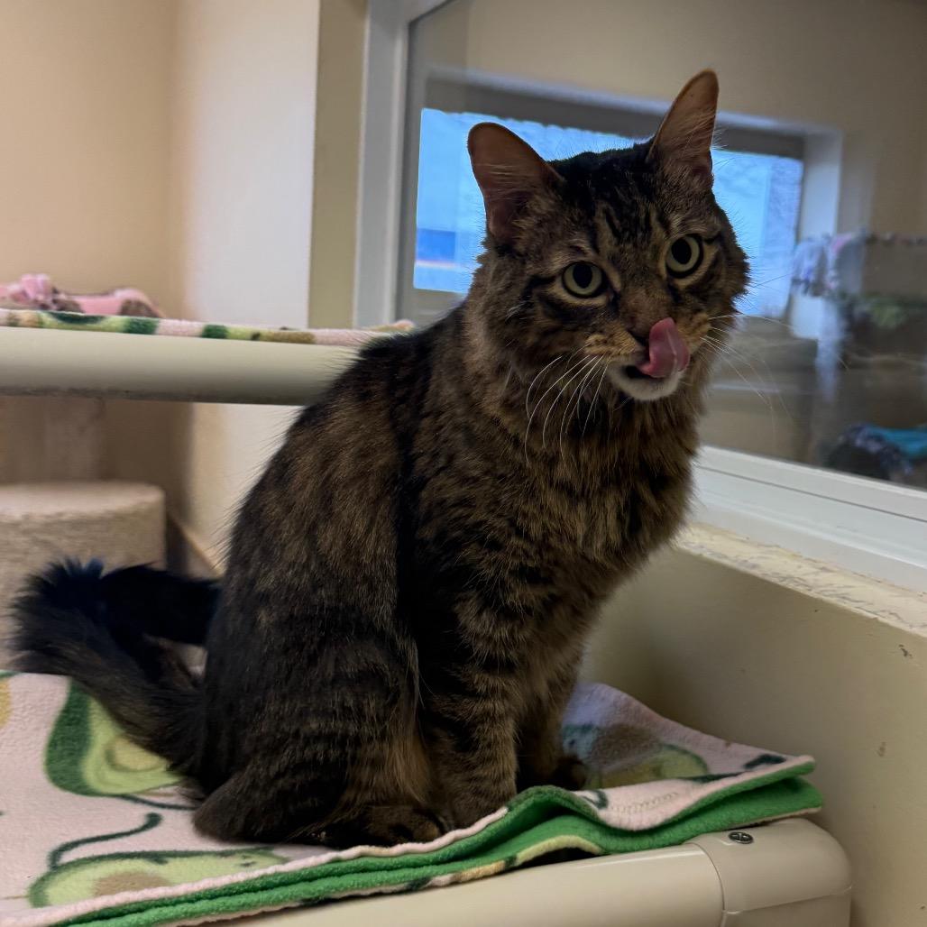 Enlarge Harley, a Adoptable Domestic Long Hair in Naperville, IL image 2/6