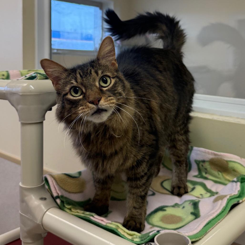 Enlarge Harley, a Adoptable Domestic Long Hair in Naperville, IL image 3/6