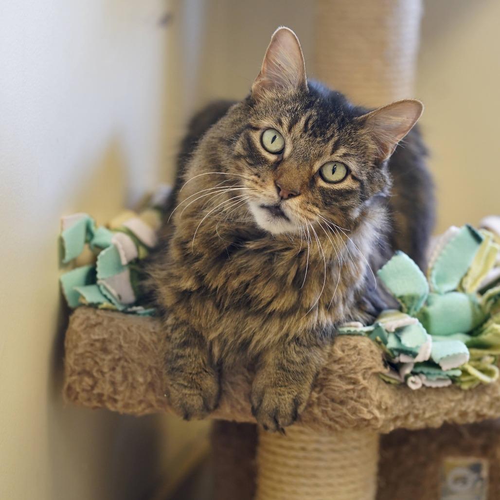 Enlarge Harley, a Adoptable Domestic Long Hair in Naperville, IL image 4/6