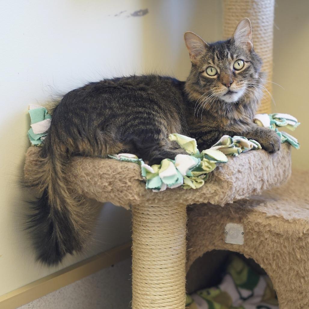 Enlarge Harley, a Adoptable Domestic Long Hair in Naperville, IL image 5/6
