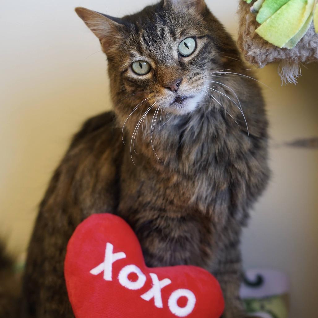 Enlarge Harley, a Adoptable Domestic Long Hair in Naperville, IL image 6/6