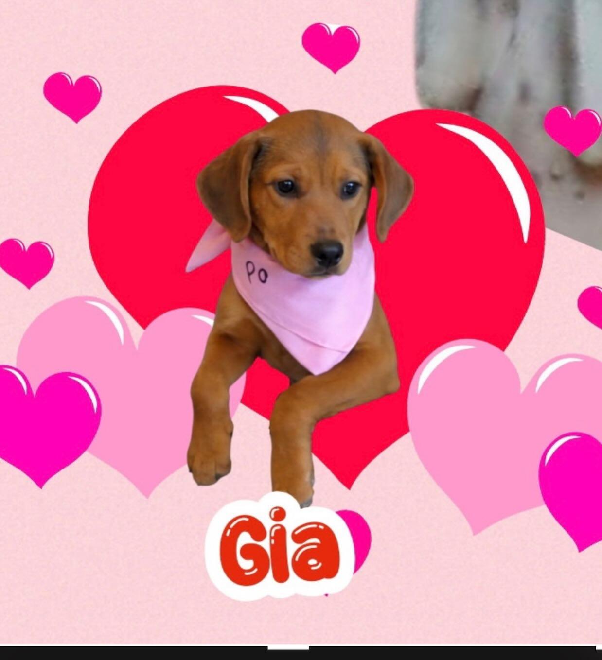 Gia, Adoptable, Young Female Hound.