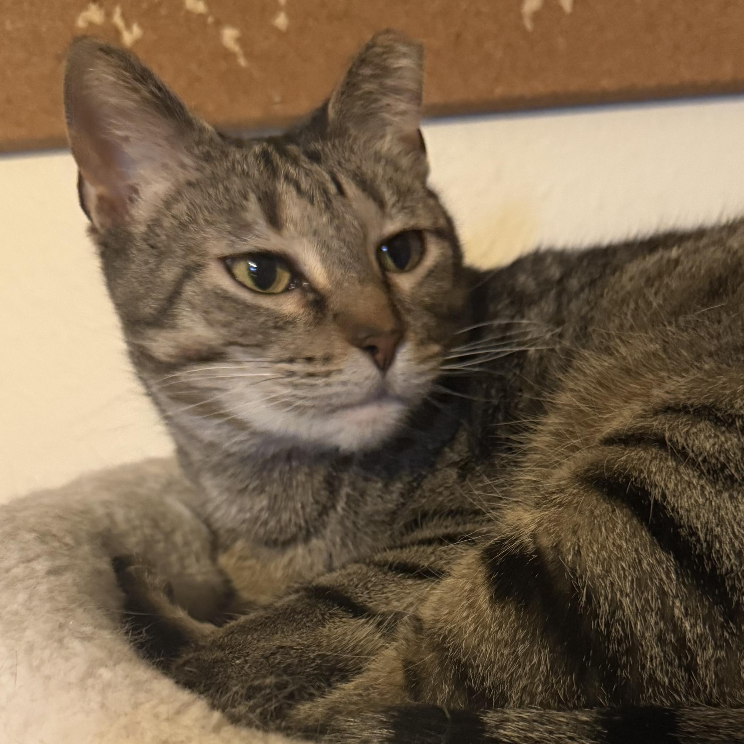 Enlarge Nugget, a Adoptable Domestic Short Hair in Tacoma, WA image 1/4