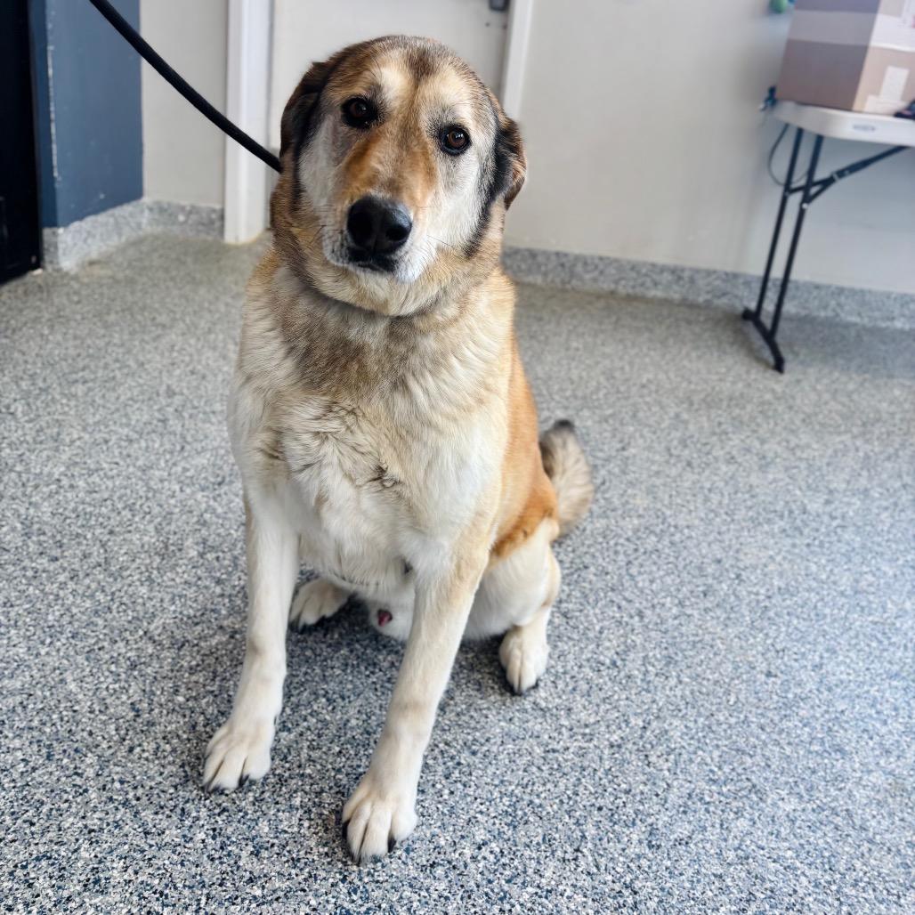 Enlarge Buddy, a Adoptable mixed breed in Great Falls, MT image 2/6