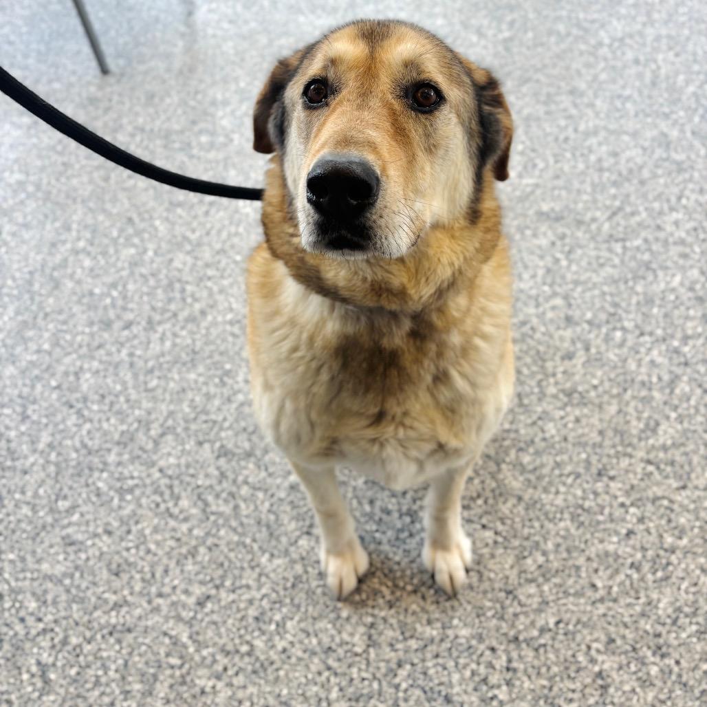Enlarge Buddy, a Adoptable mixed breed in Great Falls, MT image 3/6