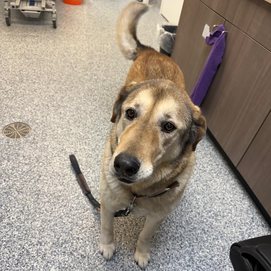 Enlarge Buddy, a Adoptable mixed breed in Great Falls, MT image 5/6