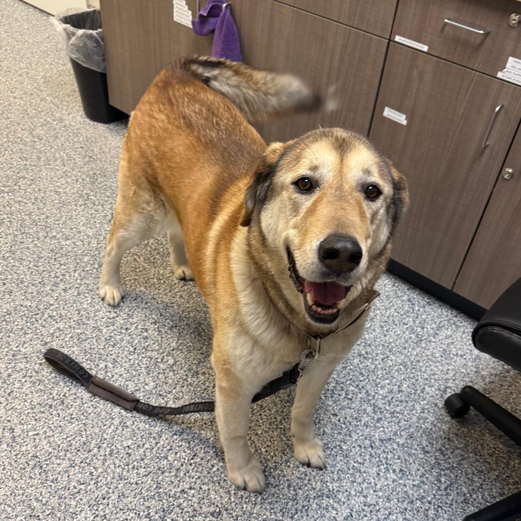 Enlarge Buddy, a Adoptable mixed breed in Great Falls, MT image 6/6