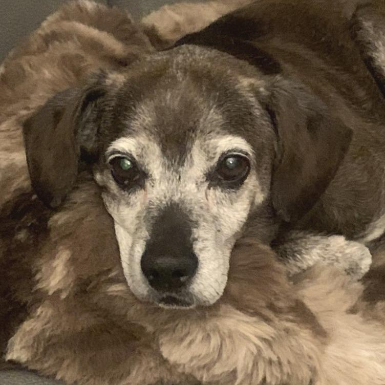 Lucky, Adoptable, Senior Male Beagle & Chihuahua.