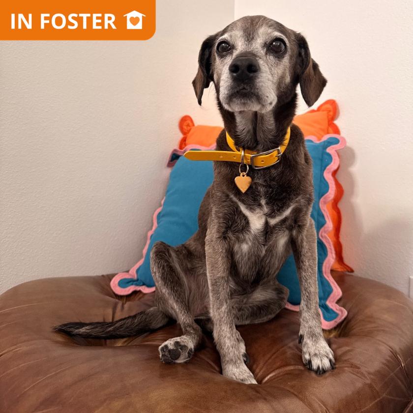 Enlarge Lucky, a Adoptable mixed breed in Los Angeles, CA image 2/6
