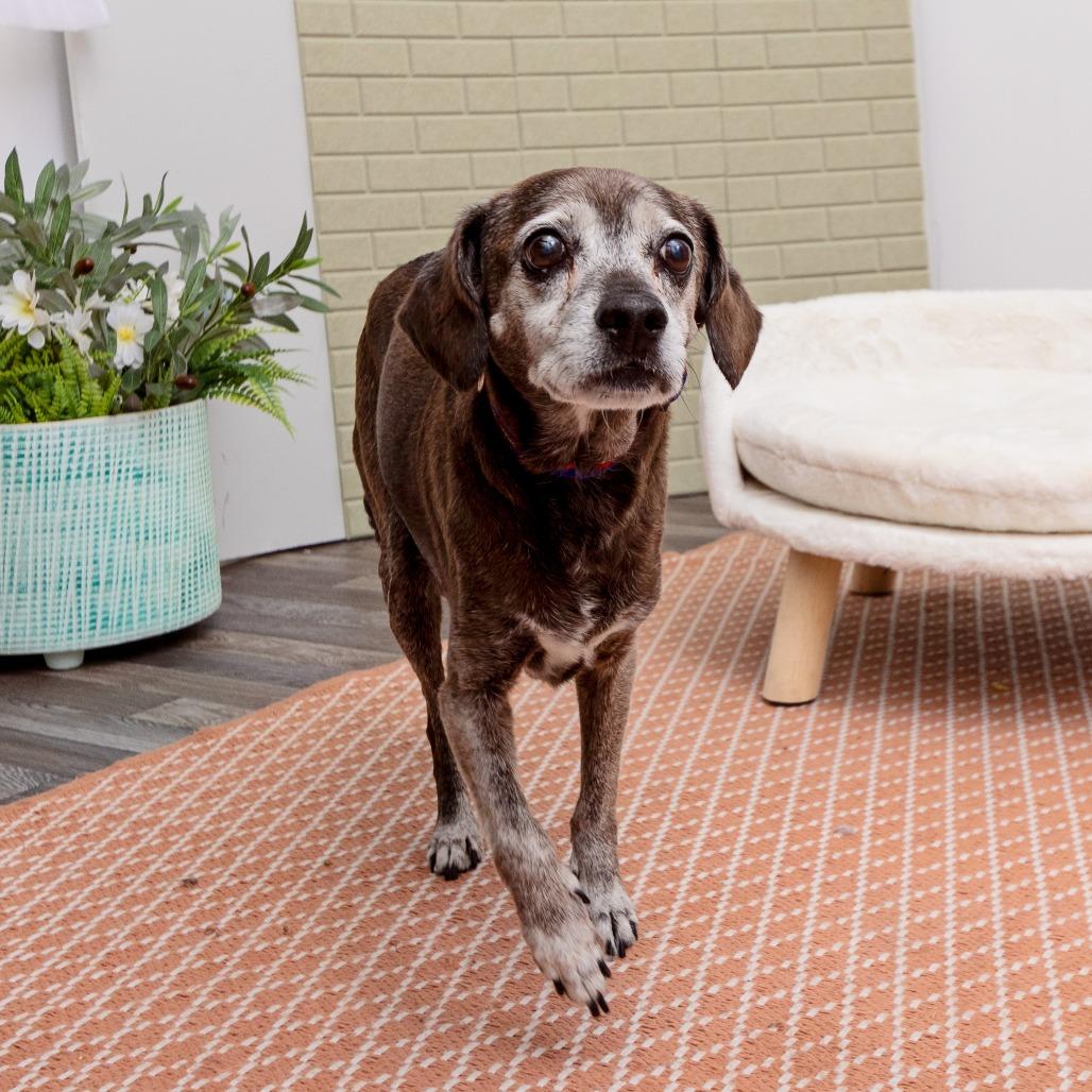 Enlarge Lucky, a Adoptable mixed breed in Los Angeles, CA image 3/6