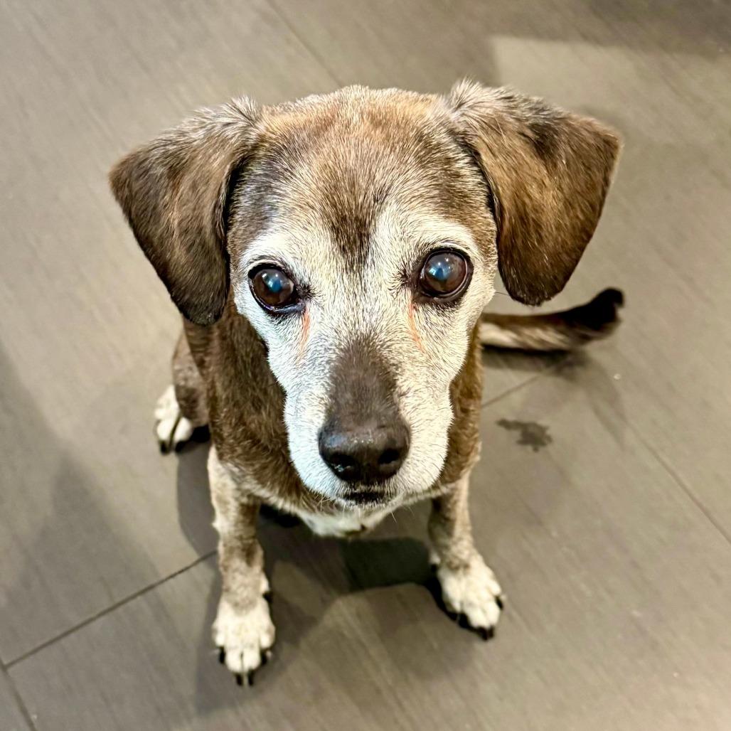 Enlarge Lucky, a Adoptable mixed breed in Los Angeles, CA image 4/6