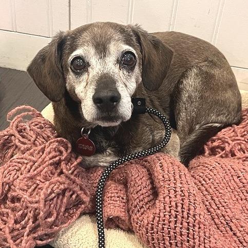 Enlarge Lucky, a Adoptable mixed breed in Los Angeles, CA image 5/6
