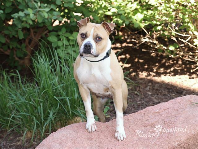 Enlarge DURDEN, a Adoptable mixed breed in Omaha, NE image 1/1
