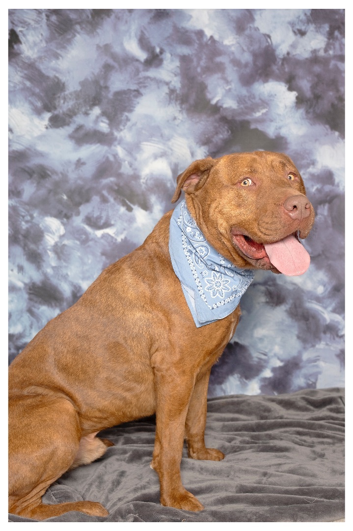 Enlarge Axle , a Adoptable mixed breed in Lubbock, TX image 1/4