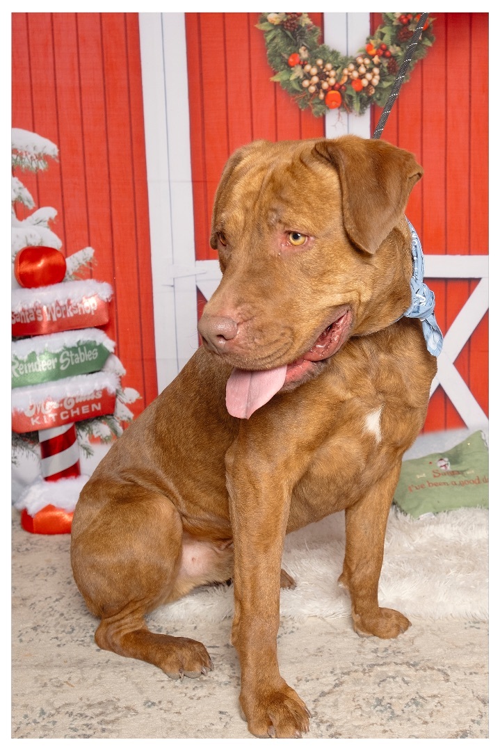 Enlarge Axle , a Adoptable mixed breed in Lubbock, TX image 2/4