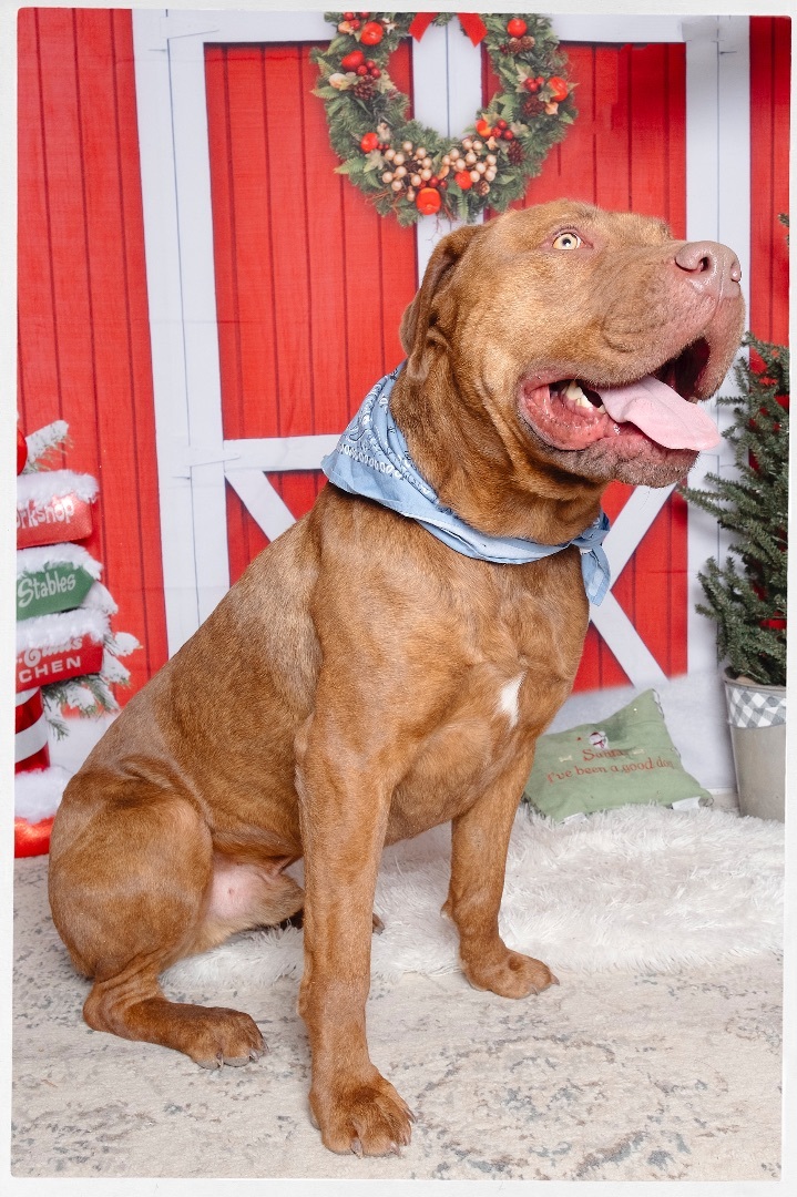 Enlarge Axle , a Adoptable mixed breed in Lubbock, TX image 3/4