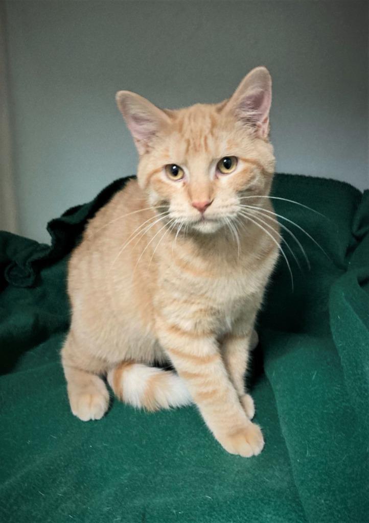 Gene, Adopted, Adult Male Domestic Short Hair.