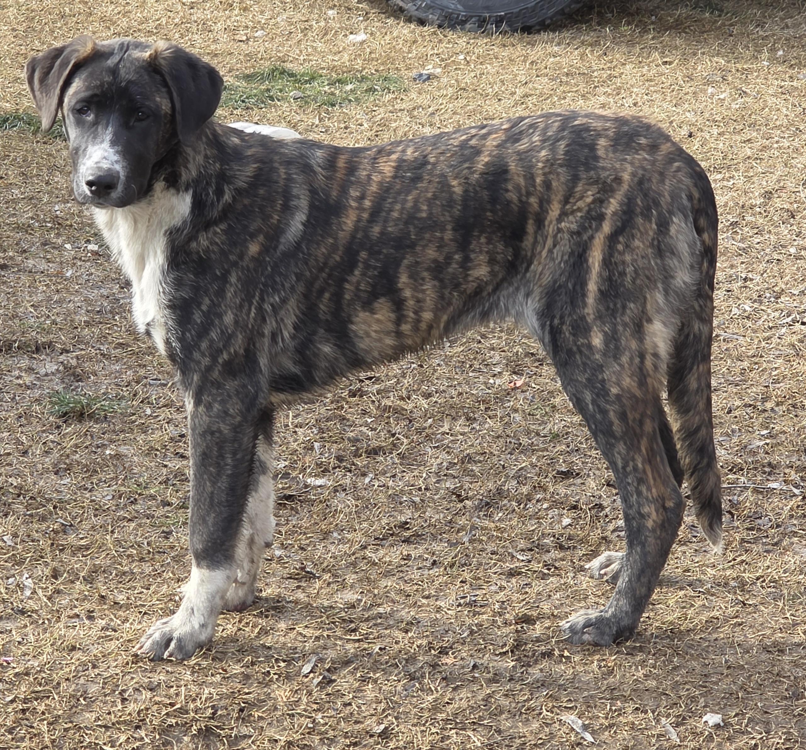 Bree, ADOPTABLE, Puppy Female Anatolian Shepherd.