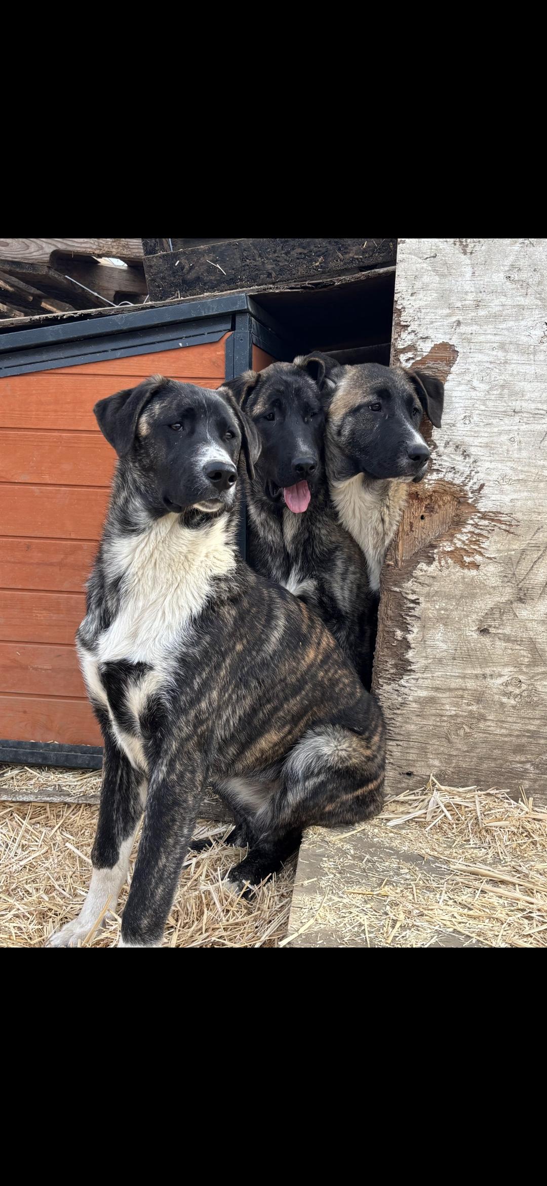 Enlarge Bree, a ADOPTABLE mixed breed in AUBURN, WA image 2/2