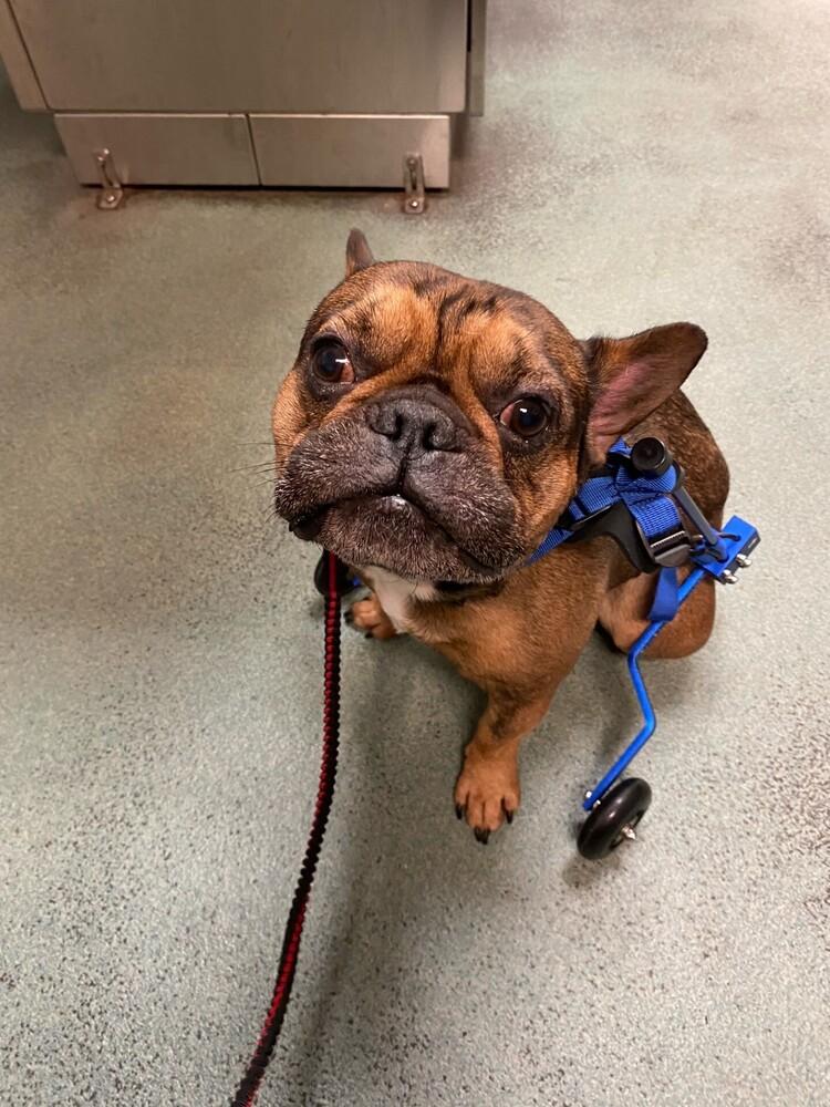 Enlarge Spanky, a Adoptable French Bulldog in Denton, MD image 1/2