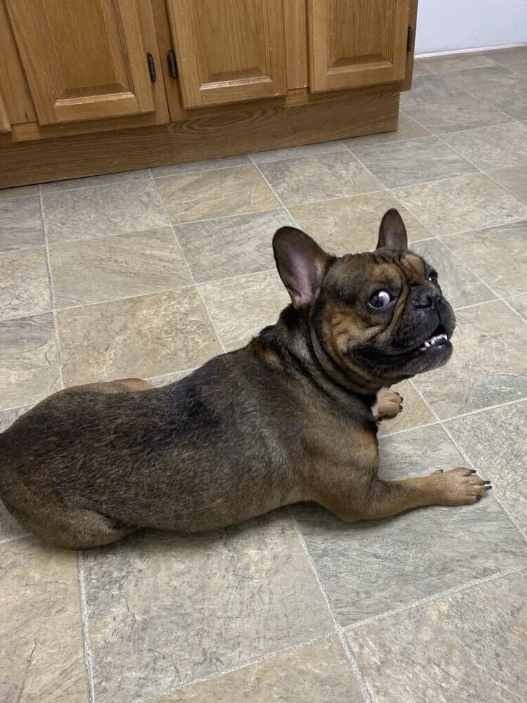 Enlarge Spanky, a Adoptable French Bulldog in Denton, MD image 2/2