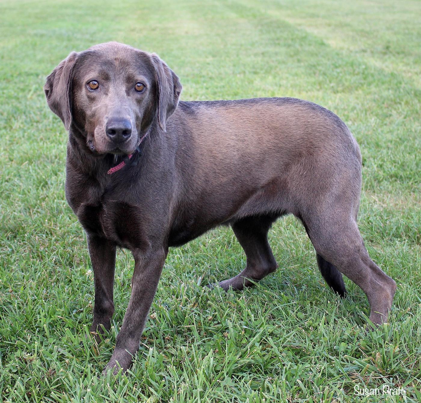 Enlarge Silver, a ADOPTABLE mixed breed in Bedford, VA image 2/3