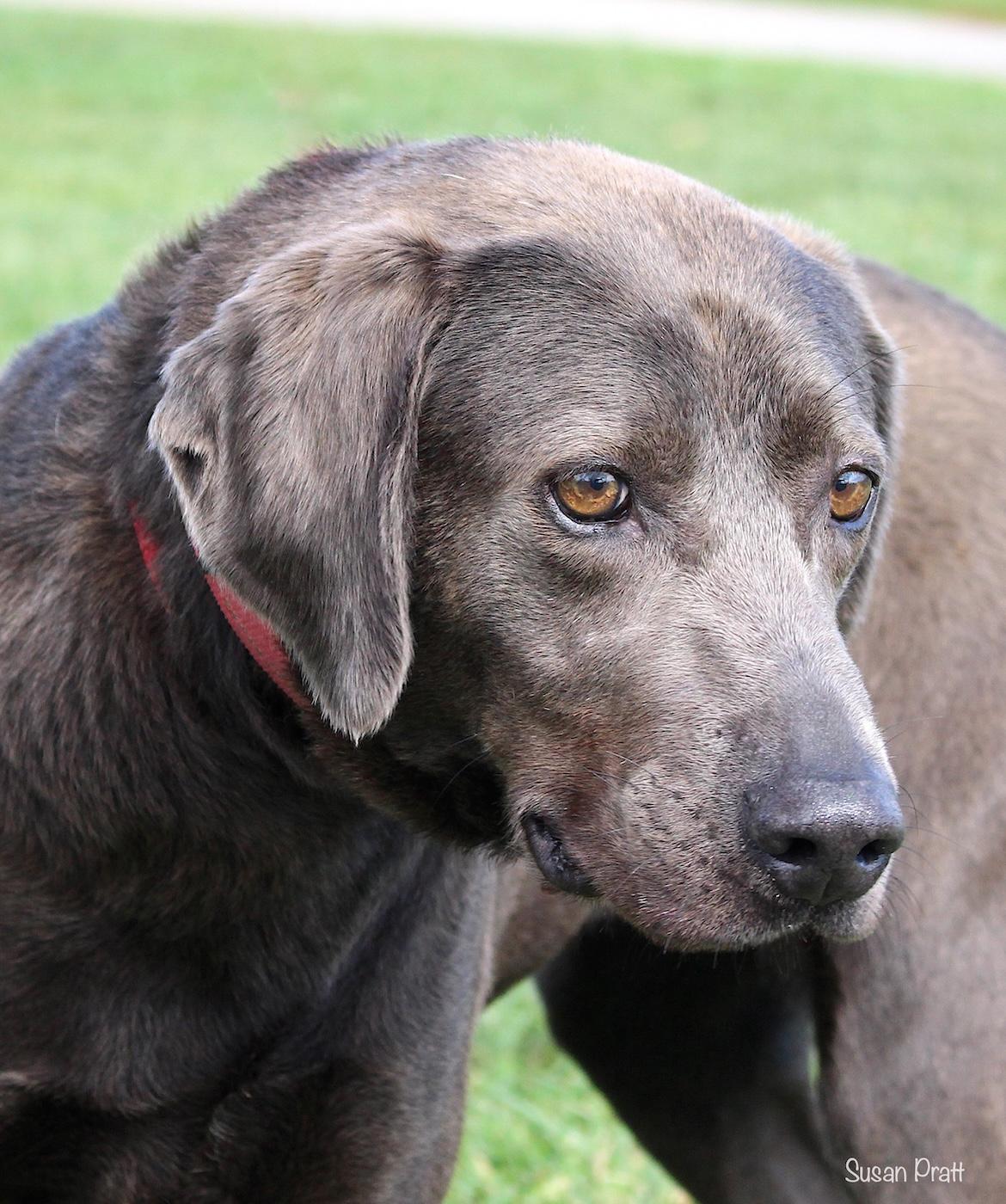 Silver, ADOPTABLE, Adult Female Weimaraner & Labrador Retriever.