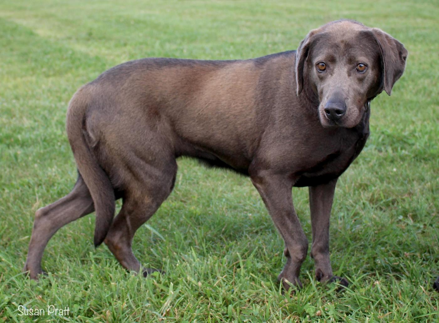 Enlarge Silver, a ADOPTABLE mixed breed in Bedford, VA image 3/3