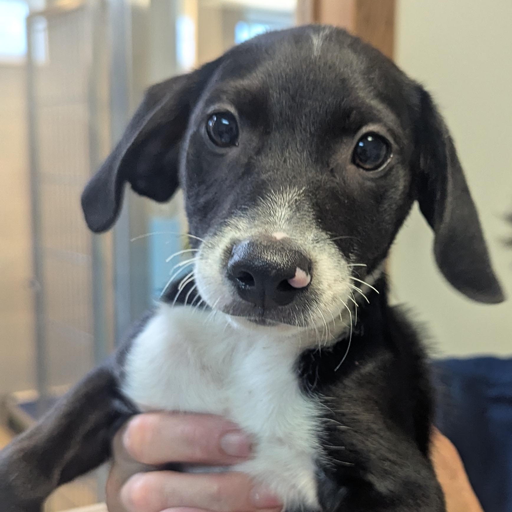 Enlarge Biggie, a Adopted mixed breed in Fenton, MI image 2/2