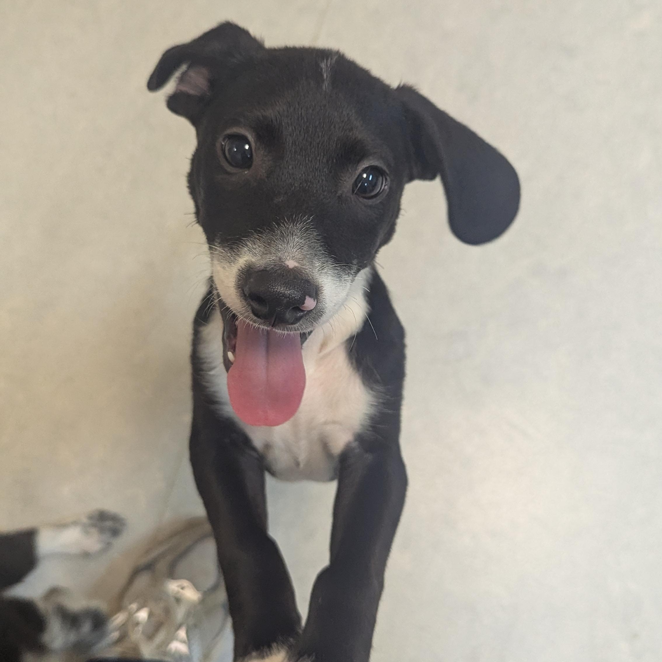 Enlarge Biggie, a Adopted mixed breed in Fenton, MI image 1/2