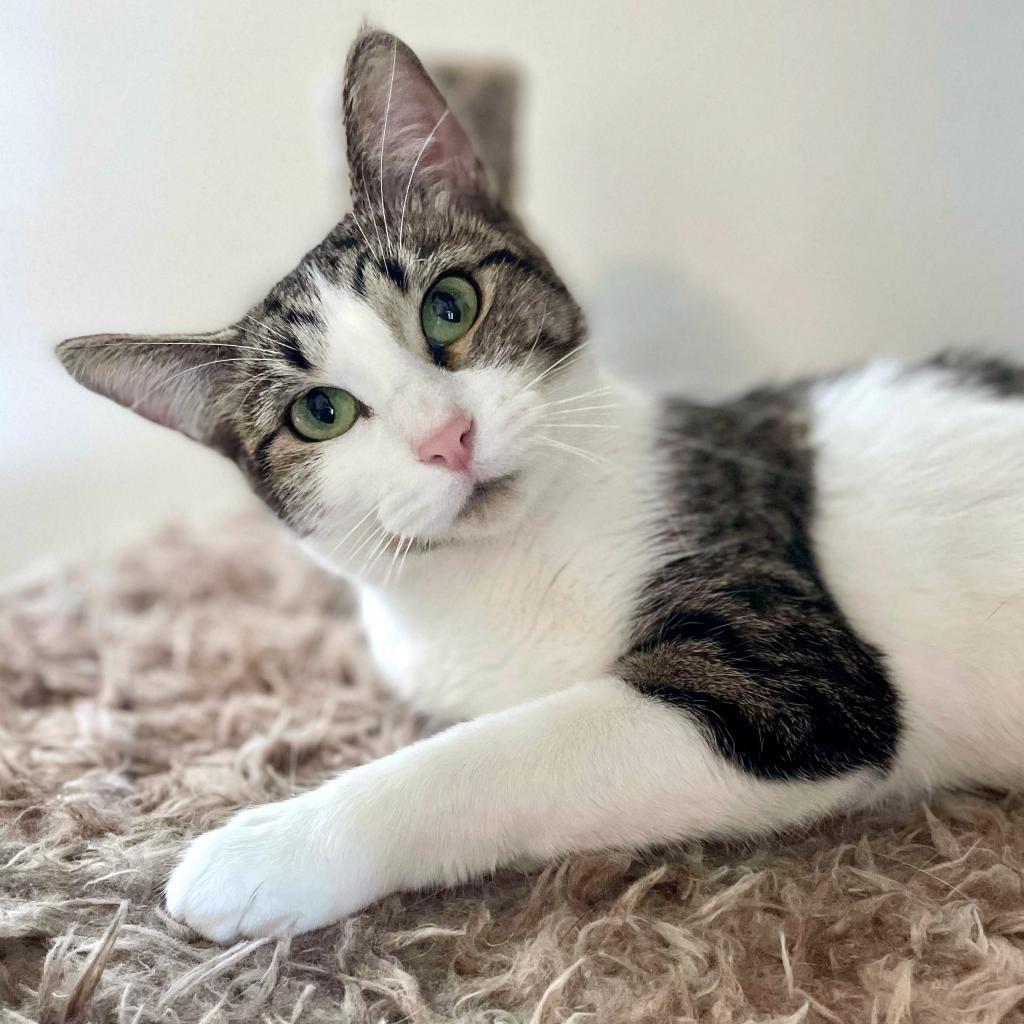 Enlarge Lumine, a Adoptable Domestic Short Hair in Rochester, MN image 1/6