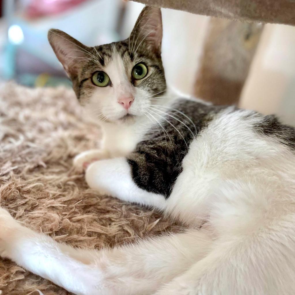 Enlarge Lumine, a Adoptable Domestic Short Hair in Rochester, MN image 2/6