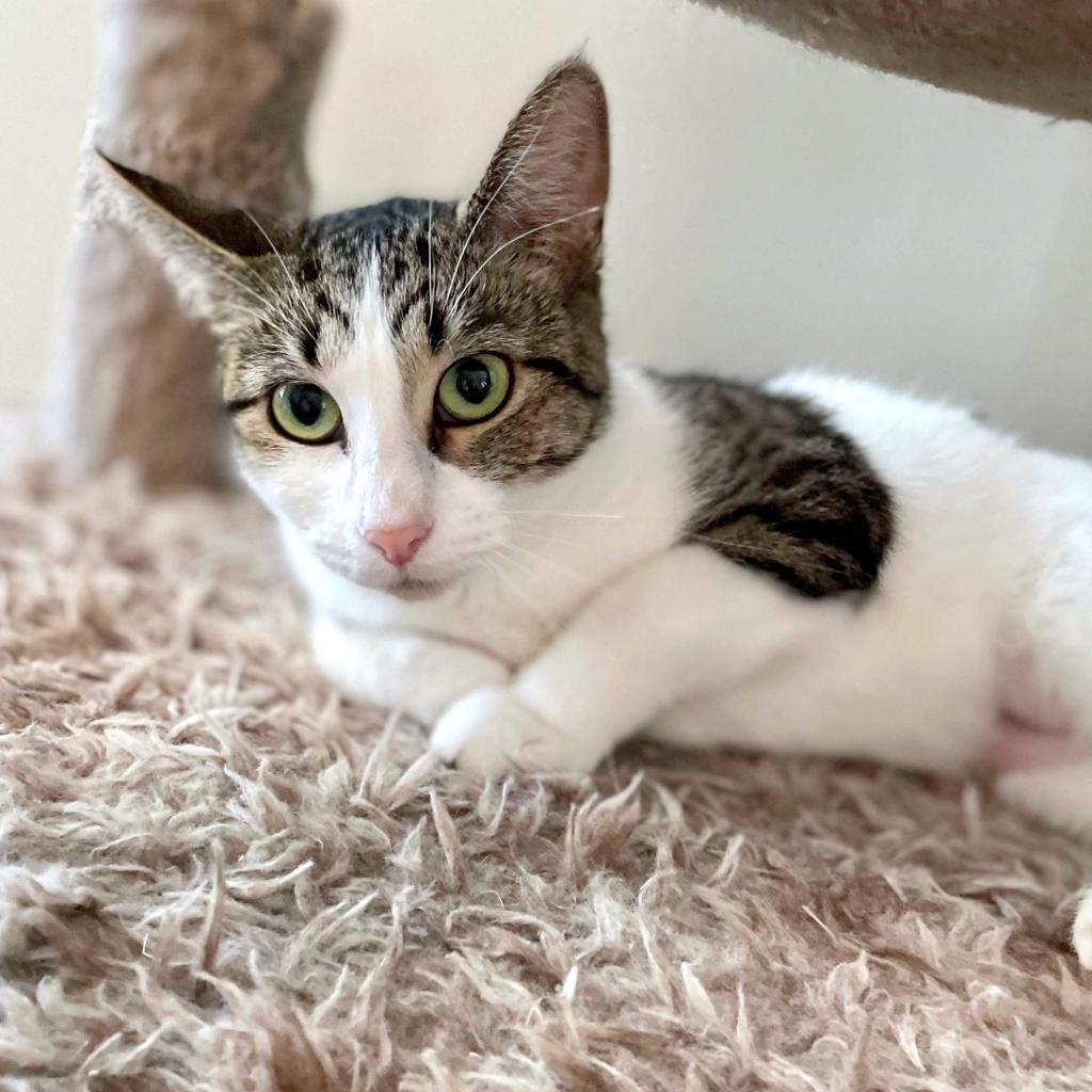 Enlarge Lumine, a Adoptable Domestic Short Hair in Rochester, MN image 3/6