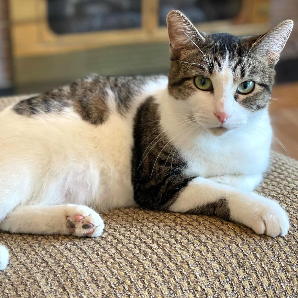 Enlarge Lumine, a Adoptable Domestic Short Hair in Rochester, MN image 4/6