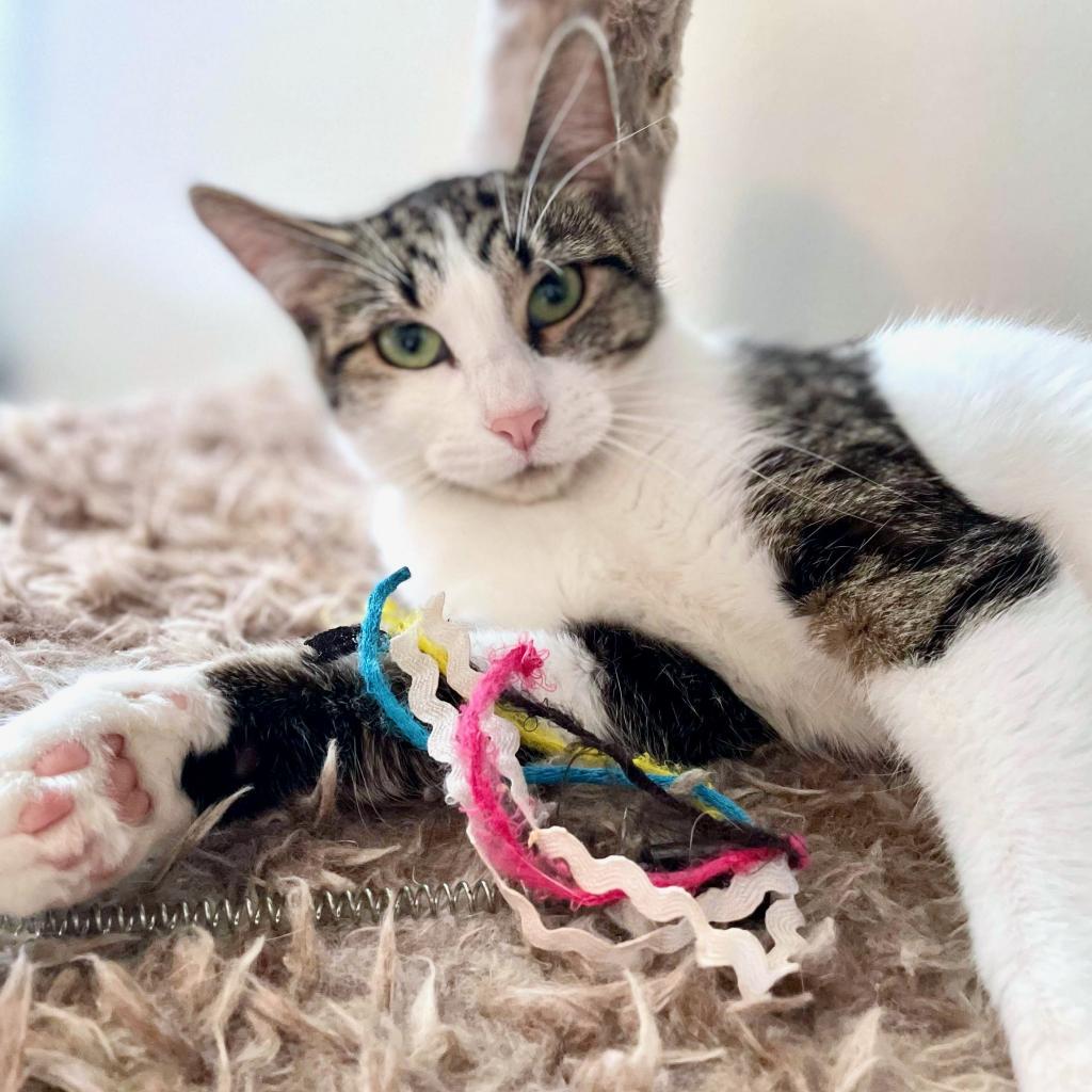 Enlarge Lumine, a Adoptable Domestic Short Hair in Rochester, MN image 5/6