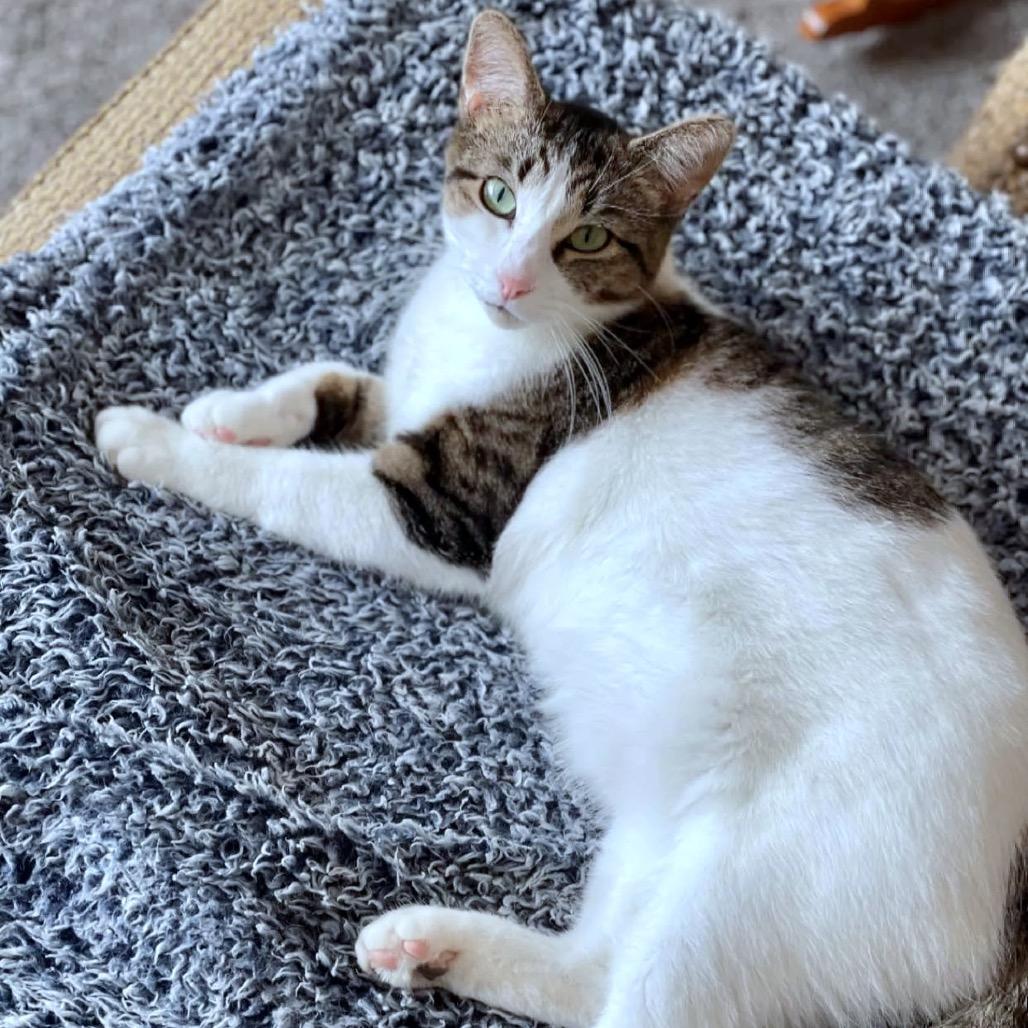 Enlarge Lumine, a Adoptable Domestic Short Hair in Rochester, MN image 6/6