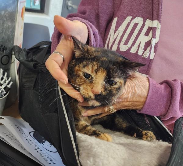 Daisy, Adoptable, Senior Female Domestic Short Hair.