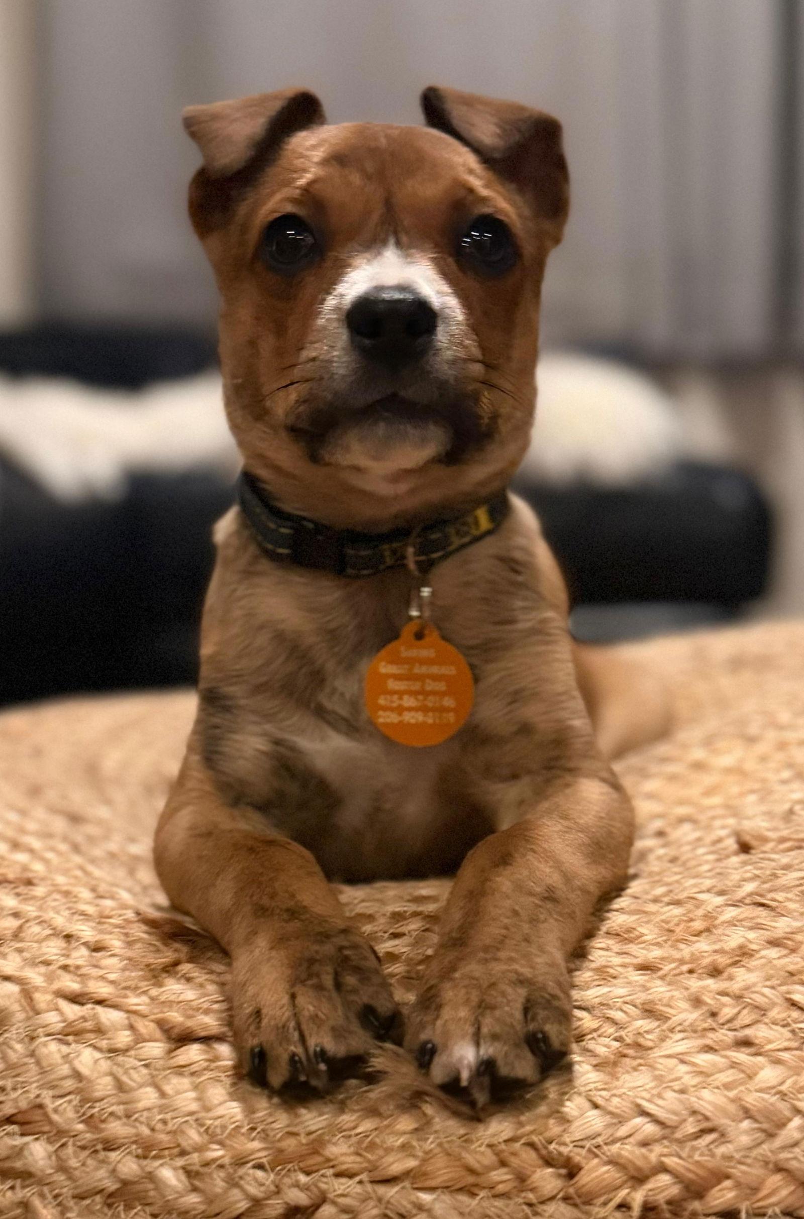 Daphne, Adoptable, Puppy Female Mixed Breed.