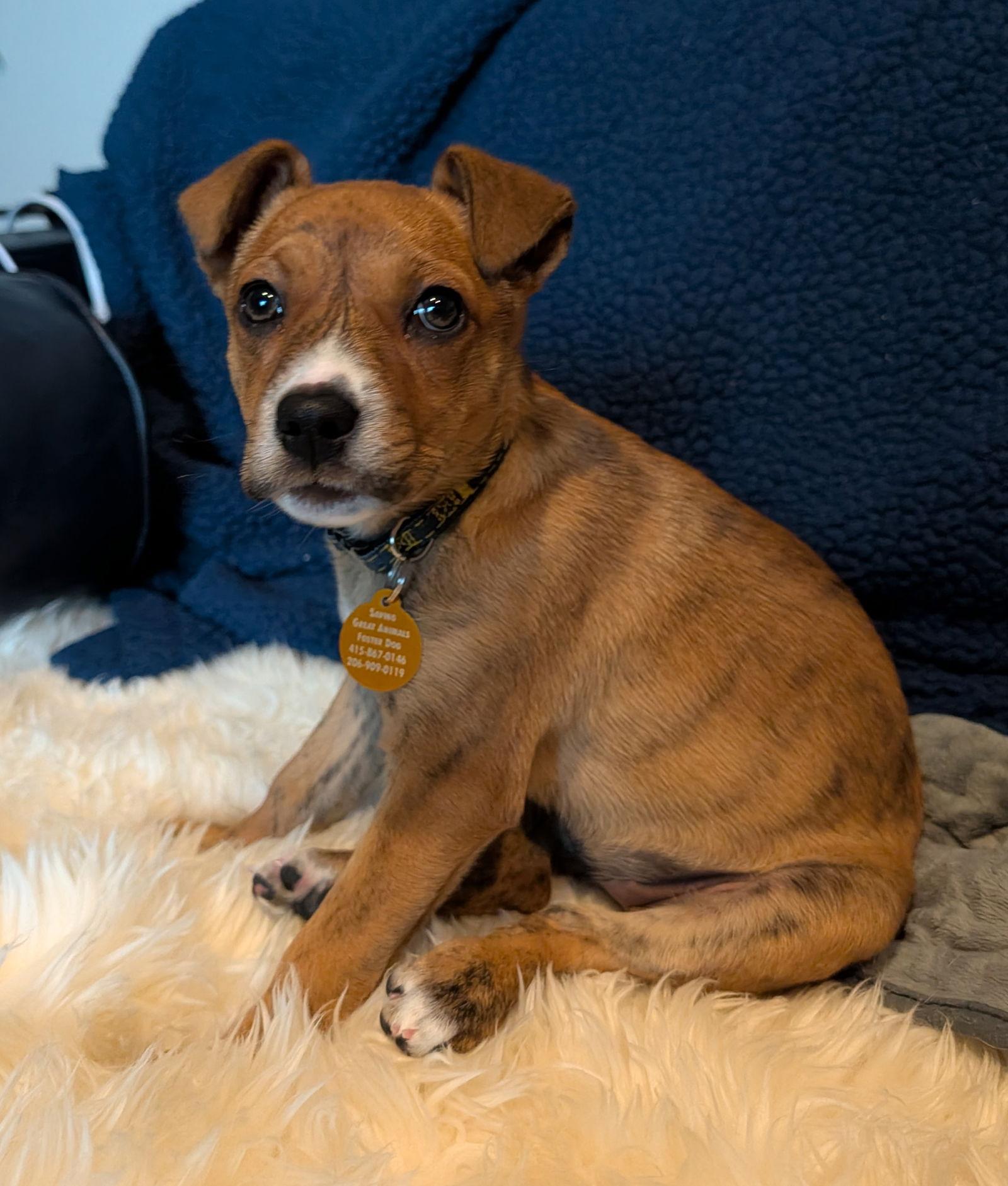 Enlarge Daphne, a Adoptable Mixed Breed in Seattle, WA image 2/3