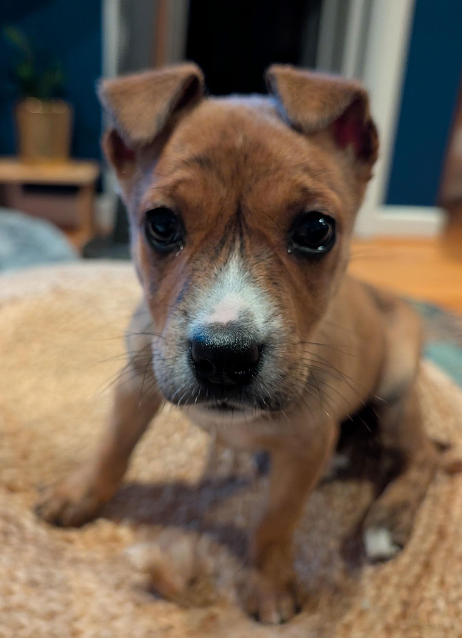 Enlarge Daphne, a Adoptable Mixed Breed in Seattle, WA image 3/3